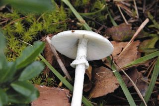 道端のキノコ食べ20代男性が食中毒　ドクツルタケとコテングタケモドキを複数