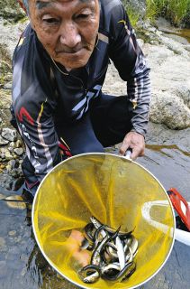 アユ場所むら幕開け　午前中いい人３０匹　愛知県設楽町の寒狭川上流漁協管内