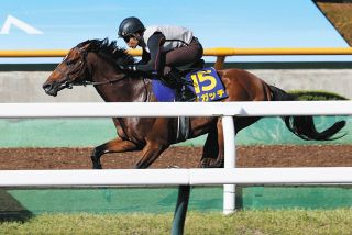 パンサラッサのサウジカップ制覇…次走のドバイで日本馬の獲得賞金1位