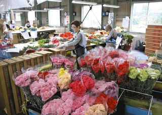 母の日に真心の彩り　西尾でカーネーションの出荷最盛期