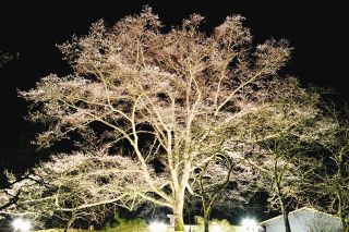 薄墨桜、夜に浮かぶ　土岐でライトアップ