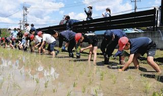 横一列に並んで田植え　土岐・駄知小生、町内の田んぼで体験
