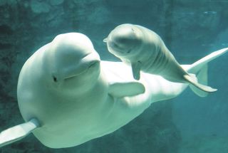 名古屋港水族館生まれのベルーガの赤ちゃんが天国へ　8月に生まれたが、容体が悪化