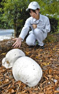 高畑郁子、【インドの女】、希少な額装用画集より、新品額装付、状態良好 高畑郁子、【インドの女】、希少な額装用画集より、新品額装付