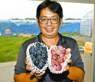 白ねぎ専業だった津市・きたざわ農園、ぶどう栽培成功　「鉢植え」が豊作の決め手　