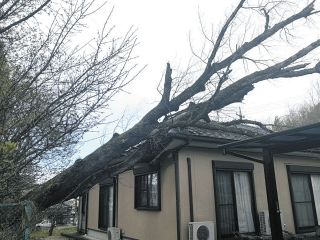 岐阜県中津川市でハナノキ倒れ住宅破損　天然記念物、強風で幹が折れたか