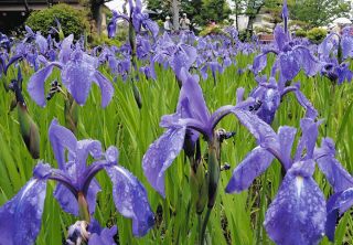 紫の花 濃淡みずみずしく　知立・八橋かきつばた園で見ごろ