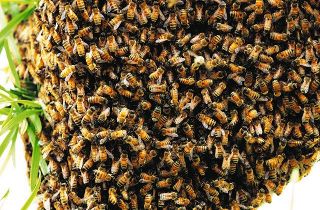 ミツバチ「分蜂」直径３０センチ　浜松市中区の民家