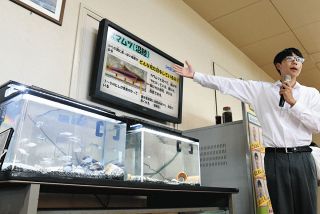 地元河川の生き物を水槽で展示　北方の南学園、岐阜農林高生が準備
