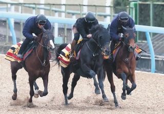 アヴェラーレ、3頭併せで同入「東京のマイルは現状のベストの条件」【東京新聞杯追い切り】