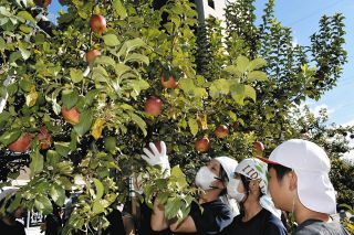 りんご並木で食べごろのリンゴ収穫　飯田市で地元小中学生とサポーターら交流