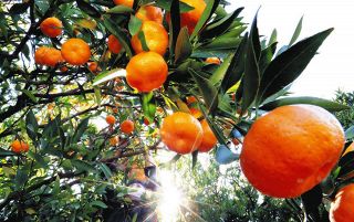ï¼œå®¶åº·å½©ã€…ï¼žã€€ãŠæ‰‹æ¤ãˆã®é¦™ã‚Šï¼”ï¼ï¼å¹´