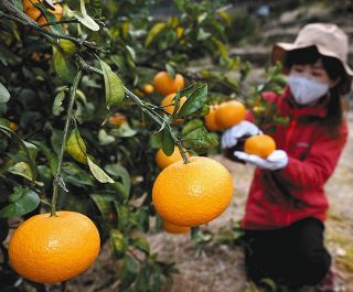 「スプーンでどうぞ」市木オレンジ　紀宝町の農園で収穫最盛期