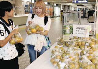 九谷焼に新しい風 能美の若手作家 フィギュア展示：北陸中日新聞Web