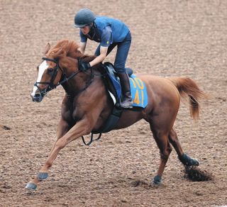 ルドルフの背 岡部幸雄 シンボリルドルフ 池田書店 未来に語り継ぎたい