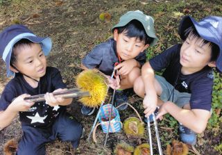「いが踏み楽しい」　中津川マロンパーク、今季の営業開始