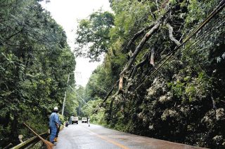 津市の国道163号に倒木、約12時間半にわたり一時通行止め