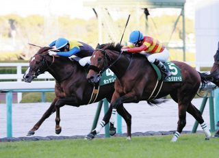重賞連勝を狙うベラジオオペラ、上昇ムードに上村師「来週には態勢が整いそう」【京都記念】