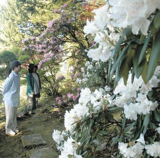 西塚朝光 蒔絵 「 紅梅 」 昭和 モダニズム 絵画 日本画 漆芸 漆画 です。 西塚さん しのぶ蒔絵展 エムザで びょうぶなど70点：北陸中日新聞Web