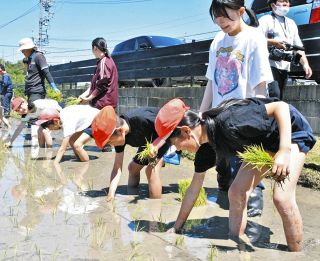 お米のありがたみ分かった　土岐の駄知小児童が田植え体験
