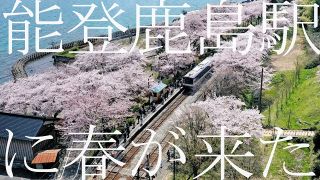 【動画】穴水「のと鉄道能登鹿島駅」春色に染まる　線路沿いの桜100本が満開に