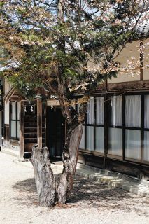 桜、ヒノキに巻き付き開花　恵那の笠置神社境内