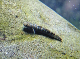 ＜アクア・トトぎふだより＞ボウズハゼ　愛らしく生命力あふれる魚