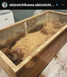 【写真】まるでぬか漬け⁈酵素風呂にすっかり埋もれる市川海老蔵