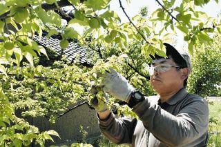 天候不良で不作　飯伊地域で特産の小梅のシーズン始まる
