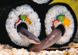 恵方巻きでかくれんぼ　アクア・トトでニホンウナギを展示