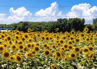 夏空彩る黄色　津でヒマワリが見頃