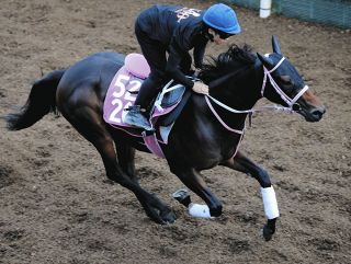 【アルテミスS・追い切り】ジーティーキャリー坂路を軽快に4F54秒0―12秒5　松下師「追うごとに良くなり、順調に来ています」