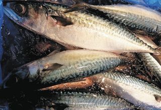 ＜ぐるっと市場＞長崎産のサバが脂乗りうまみ　碧南特産のニンジン「へきなん美人」がピーク