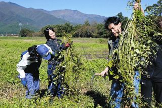 「伊那在来そば」の復活に向け収穫　南箕輪で信大生や市職員ら協力