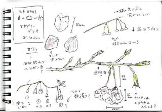【中古】 童話の森への招待状 県森林文化アカデミー 森への招待状：中日新聞Web