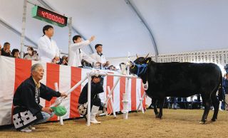 高まる緊張感と高揚感、「共進会は農家の生きがい」　特産松阪牛、2年半込めた愛情実る