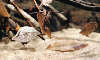 石？枯れ葉？擬態さまざま　アクア・トトで魚や鳥など紹介