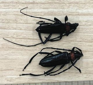 樹木枯らす特定外来生物「クビアカツヤカミキリ」成虫　岐阜県各務原市で2匹発見