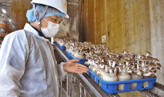 能登半島地震を生き延びた「奇跡のぶなしめじ」発売　飯綱のミスズライフ