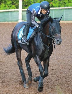 JBCクラシック優勝のキングズソード、明治時代に輸入された牝馬からの