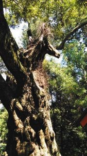 美浦トレセン近く『勝馬神社』の奇跡！長い間に枝が育ち…「馬頭」の形に