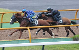 【エルムS追い切り】ユティタム、好仕上がりアピール 山田助手「外を気分良く伸び伸びと走って、動きは良かった」