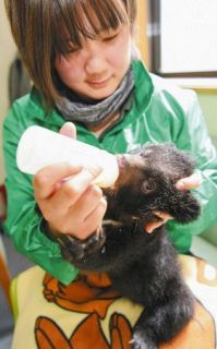 【写真】ミルクをもらうツキノワグマの赤ちゃん