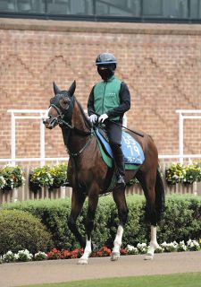 【函館記念展望】重賞2勝馬アルナシーム好勝負　洋芝適性の高いトップナイフ、力つけたマコトヴェリーキーも注目
