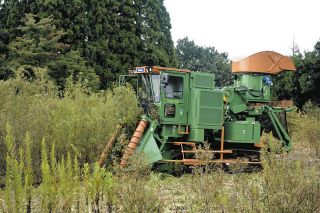 バイオマス発電の燃料栽培を模索　早生樹活用協議会、富山市の荒廃農地にヤナギ植える