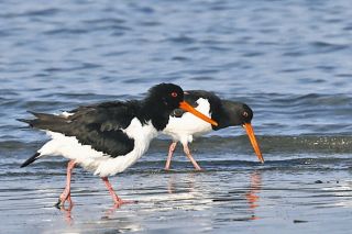 ミヤコドリの飛来数が過去最多　野鳥の会「誇れる自然　観察してみて」