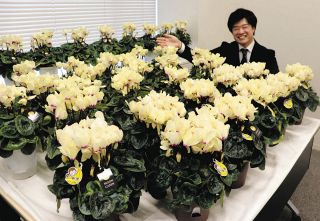 より黄色に、シクラメン新品種「ムーンキャンディ」　県中山間農業研究所中津川支所が開発
