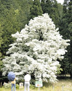 初夏だけど雪みたい　中津川の「長瀞のヒトツバタゴ」満開