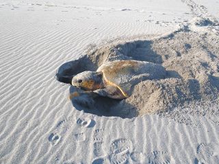 アカウミガメの上陸と産卵確認　豊橋・表浜海岸で今季初