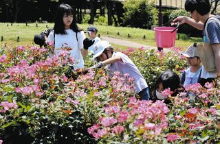 バラの花 優しく「ぷっちん」　一宮で親子ら剪定に挑戦
